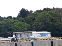 『鳩間島の小中学校が廃校の危機』