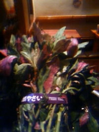 ハンダマ♪ 2009/11/04 02:02:32