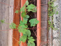 ゴーヤーJIS+7B67 2010/06/14 20:12:43