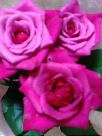 ～薔薇～ 2010/06/06 00:00:13