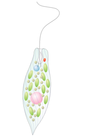 みどり虫