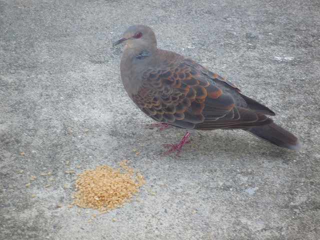 スズメの大暴走