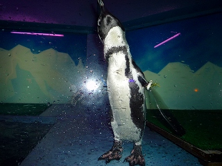 ペンギンが・・・