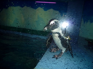 ペンギンが・・・