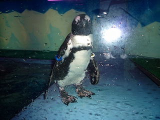 ペンギンが・・・