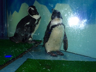 ペンギンが・・・