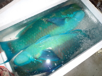 泊のお魚屋さんへ行って来ました。