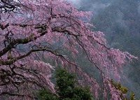 投稿写真ご紹介　桜＆夜景