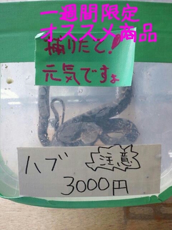 ハブデェ～ビィル