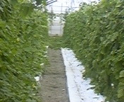 職場のゴーヤーハウス 2010/03/25 15:03:08