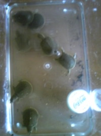 生まれました！！ 2010/07/25 10:48:07