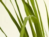 7月の精油