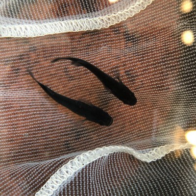 メダカ入荷案内です 大人気オロチ ブラックダイヤ入荷 ペットボックス沖縄ビアンコのスタッフブログ