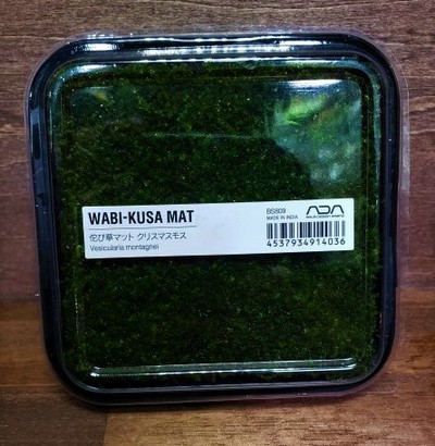 Adaの水草 ランが入荷 そしてついでに観葉植物も ペットボックス沖縄ビアンコのスタッフブログ