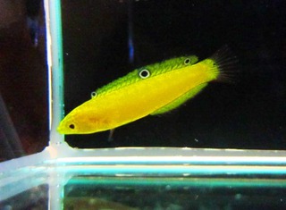 7 1海水魚入荷案内 ペットボックス沖縄ビアンコのスタッフブログ