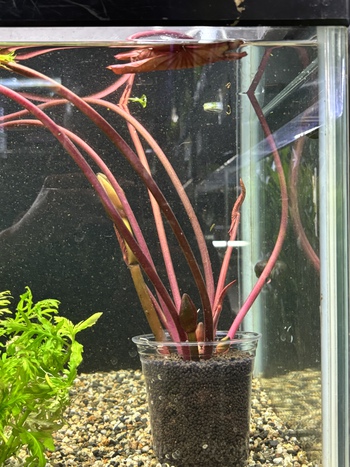 水草入荷案内！！5月6日！！！