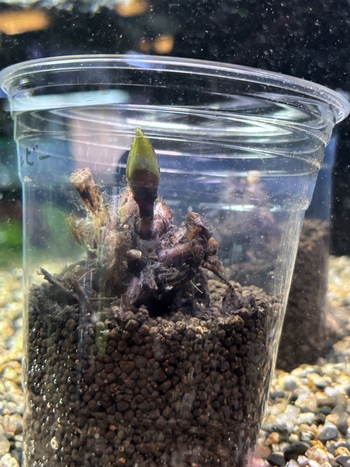 水草入荷案内！！5月6日！！！