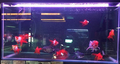 古典 マジックアロワナledゴールド1 魚用品 水草 Alrc Asia