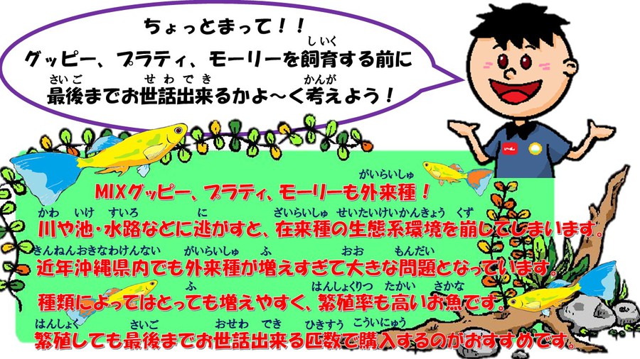 繁殖し易いお魚飼育には気を付けましょう ペットボックス沖縄ビアンコのスタッフブログ