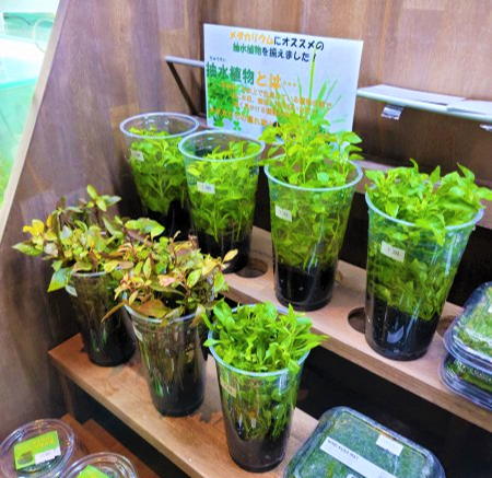 2 28 抽水植物 販売開始 ペットボックス沖縄ビアンコのスタッフブログ