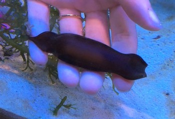 10 18海水魚入荷案内 ペットボックス沖縄ビアンコのスタッフブログ