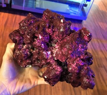 リアルリーフロックが入荷しました ペットボックス沖縄ビアンコのスタッフブログ