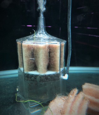 水槽内のゴミが気になる方必見フィルター ペットボックス沖縄ビアンコのスタッフブログ