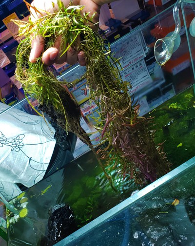 担当オススメ!金魚のエサ『咲ひかり金魚』 担当オススメ!金魚のエサ『咲ひかり金魚』