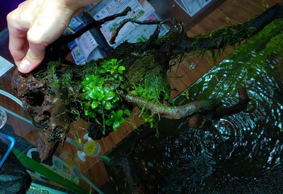 担当オススメ!金魚のエサ『咲ひかり金魚』 担当オススメ!金魚のエサ『咲ひかり金魚』
