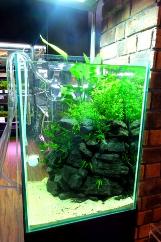 龍王&山水&苔石&雲山石、その他ADA製品が入荷しました！ │ ペット