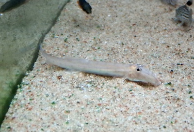 ホースフェイスローチ Horseface Loach Japaneseclass Jp