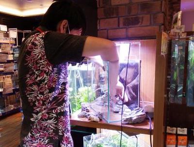 古美石によるレイアウト レイアウト作成前編 ペットボックス沖縄ビアンコのスタッフブログ