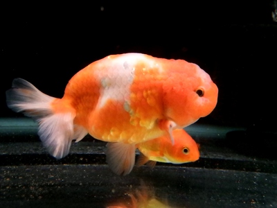 金魚 メダカ入荷 上物親桜錦入りましたーーー ペットボックス沖縄ビアンコのスタッフブログ