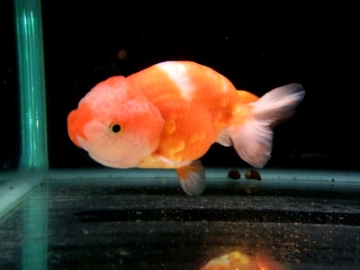 金魚 メダカ入荷 上物親桜錦入りましたーーー ペットボックス沖縄ビアンコのスタッフブログ