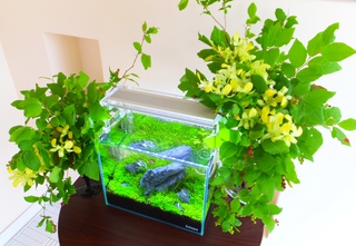 龍王&山水&苔石&雲山石、その他ADA製品が入荷しました！ │ ペット
