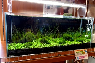 龍王&山水&苔石&雲山石、その他ADA製品が入荷しました！ │ ペット