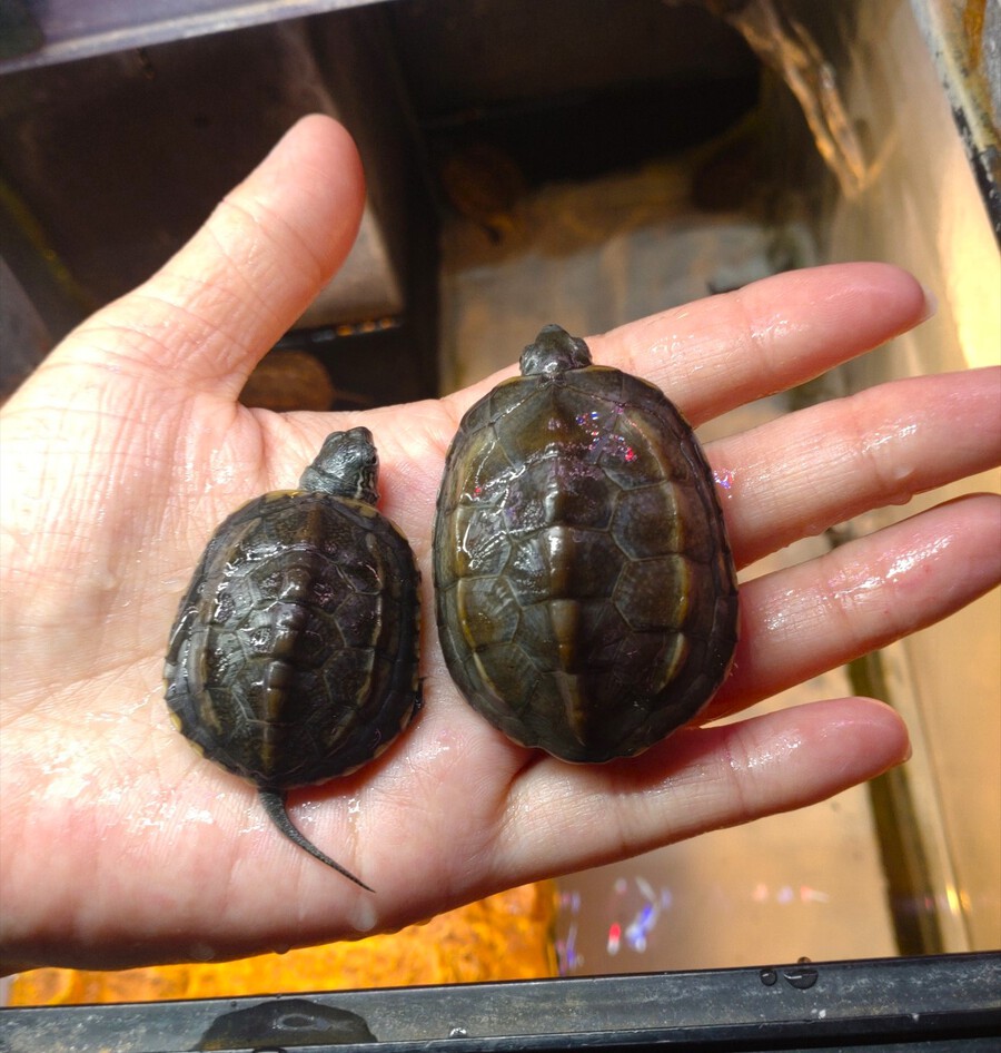 爬虫類入荷しましたー5／１9ー
