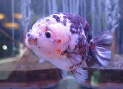 ビッグな金魚のセレクトセール始まります！