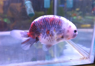 ビッグな金魚のセレクトセール始まります！