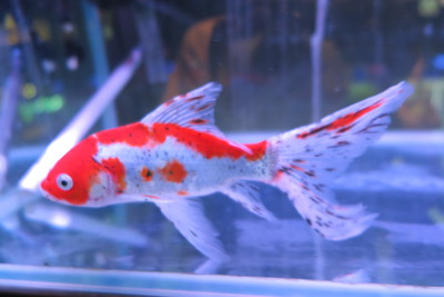 ビッグな金魚のセレクトセール始まります！