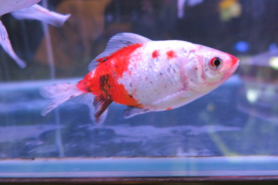 ビッグな金魚のセレクトセール始まります！