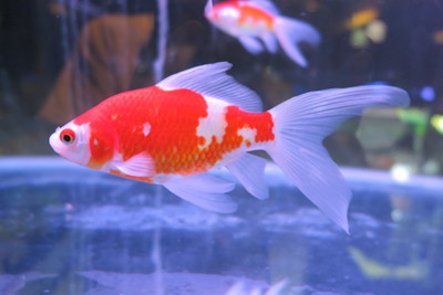 ビッグな金魚のセレクトセール始まります！