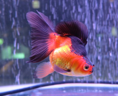 ビッグな金魚のセレクトセール始まります！