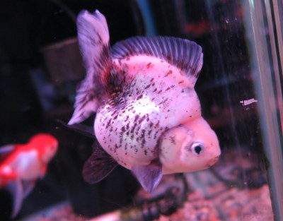 ビッグな金魚のセレクトセール始まります！