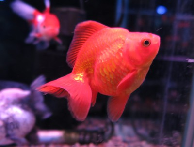 ビッグな金魚のセレクトセール始まります！