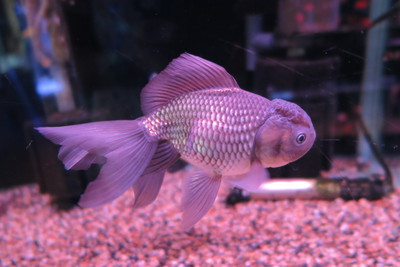ビッグな金魚のセレクトセール始まります！