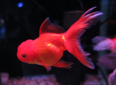 ビッグな金魚のセレクトセール始まります！