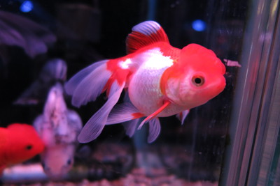 ビッグな金魚のセレクトセール始まります！