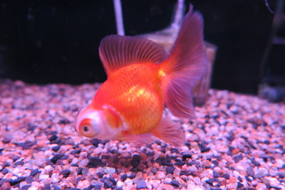 ビッグな金魚のセレクトセール始まります！