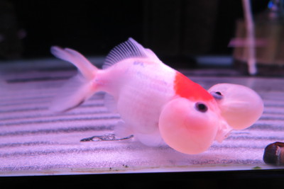 ビッグな金魚のセレクトセール始まります！